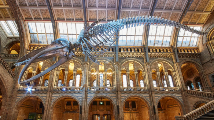 Hintze Hall, Natural History Museum